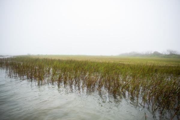 marsh in San Antonio Bay