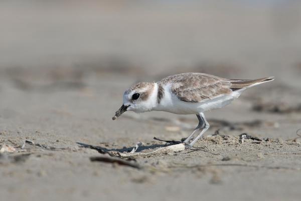 Snowy Plover