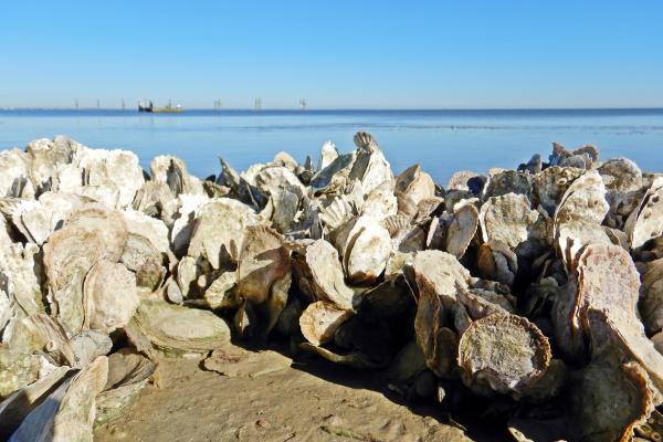 oyster reefs