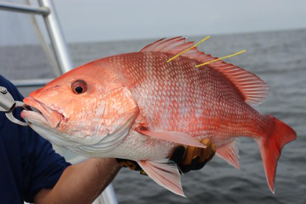 red snapper