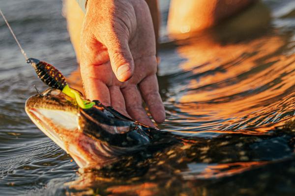 Southern Flounder