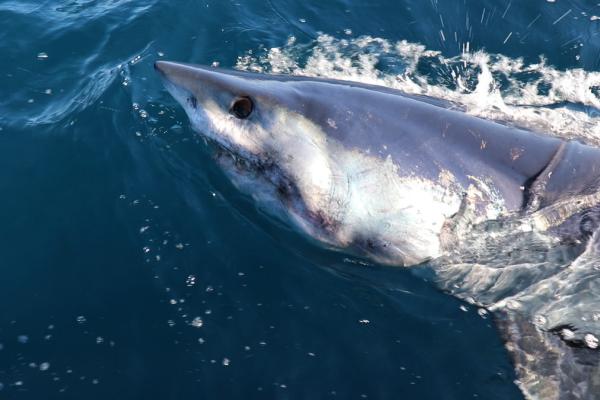 mako shark