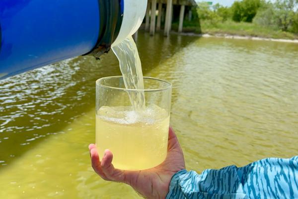 Phytoplankton in water