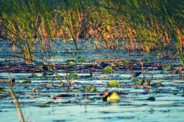 Stock photo of marsh