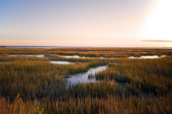 marsh in louisiana